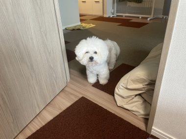 ビションフリーゼ　おもち  眉毛みのふくらむちゃん IMG_3894-380x285