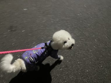ビションフリーゼ　おもち  眉毛みのふくらむちゃん IMG_3896-380x285