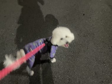 ビションフリーゼ　おもち  眉毛みのふくらむちゃん IMG_3899-380x285