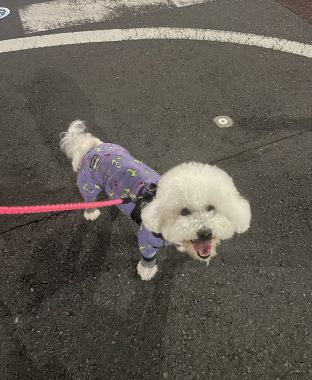 ビションフリーゼ　おもち  眉毛みのふくらむちゃん IMG_3900-312x380