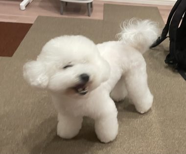 ビションフリーゼ　おもち  眉毛みのふくらむちゃん IMG_3903-380x315