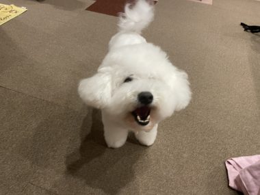 ビションフリーゼ　おもち  眉毛みのふくらむちゃん IMG_3905-380x285