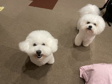 ビションフリーゼ　おもち  眉毛みのふくらむちゃん IMG_3906-380x285
