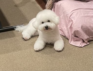 ビションフリーゼ　おもち  眉毛みのふくらむちゃん IMG_3907-380x292