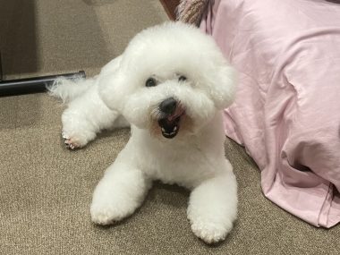 ビションフリーゼ　おもち  眉毛みのふくらむちゃん IMG_3908-380x285