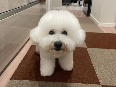 ビションフリーゼ　おもち  眉毛みのふくらむちゃん IMG_3910-380x285