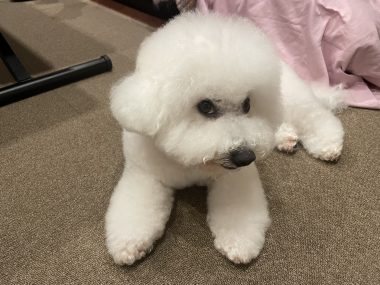 ビションフリーゼ　おもち  眉毛みのふくらむちゃん IMG_3911-380x285