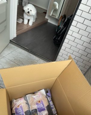 ビションフリーゼ おもち まだちょっと困り眉 IMG_3918-302x380 ビションフリーゼ おもち まだちょっと困り眉 IMG_3918-302x380