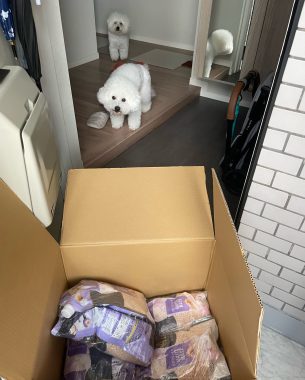 ビションフリーゼ おもち まだちょっと困り眉 IMG_3919-305x380 ビションフリーゼ おもち まだちょっと困り眉 IMG_3919-305x380