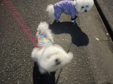 ビションフリーゼ おもち まだちょっと困り眉 IMG_3922-380x285 ビションフリーゼ おもち まだちょっと困り眉 IMG_3922-380x285