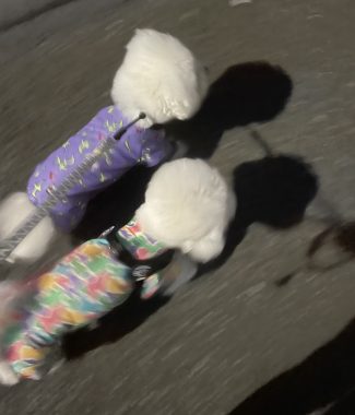 ビションフリーゼ おもち まだちょっと困り眉 IMG_3924-325x380 ビションフリーゼ おもち まだちょっと困り眉 IMG_3924-325x380