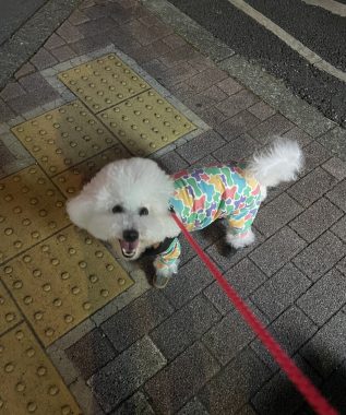 ビションフリーゼ おもち まだちょっと困り眉 IMG_3925-317x380 ビションフリーゼ おもち まだちょっと困り眉 IMG_3925-317x380