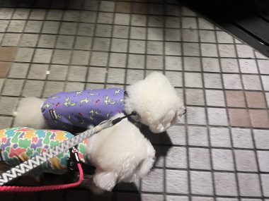 ビションフリーゼ おもち まだちょっと困り眉 IMG_3927-380x285 ビションフリーゼ おもち まだちょっと困り眉 IMG_3927-380x285