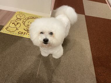 ビションフリーゼ おもち まだちょっと困り眉 IMG_3928-380x285 ビションフリーゼ おもち まだちょっと困り眉 IMG_3928-380x285