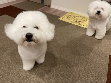 ビションフリーゼ おもち まだちょっと困り眉 IMG_3929-380x285 ビションフリーゼ おもち まだちょっと困り眉 IMG_3929-380x285