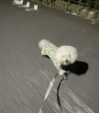 ビションフリーゼ　おもち  さんぽ中より帰宅後の方が暴れん坊 IMG_3933-333x380