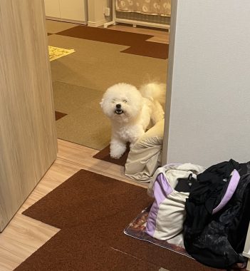 ビションフリーゼ　おもち  さんぽ中より帰宅後の方が暴れん坊 IMG_3938-351x380