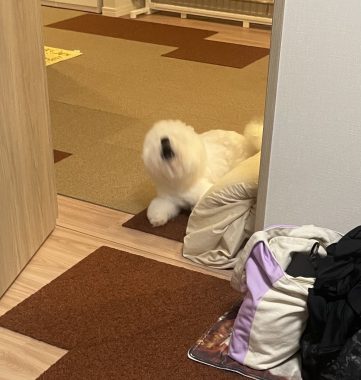 ビションフリーゼ　おもち  さんぽ中より帰宅後の方が暴れん坊 IMG_3939-361x380