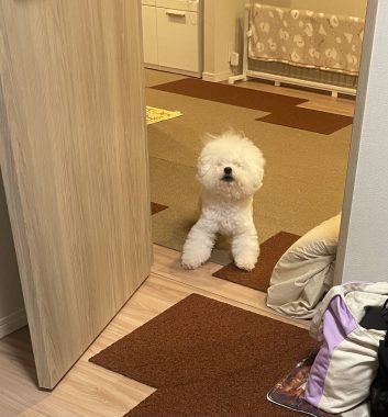 ビションフリーゼ　おもち  さんぽ中より帰宅後の方が暴れん坊 IMG_3940-353x380