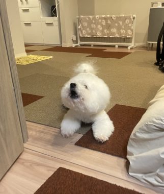 ビションフリーゼ　おもち  さんぽ中より帰宅後の方が暴れん坊 IMG_3942-322x380