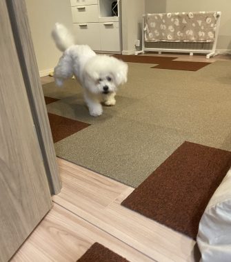 ビションフリーゼ　おもち  さんぽ中より帰宅後の方が暴れん坊 IMG_3943-335x380