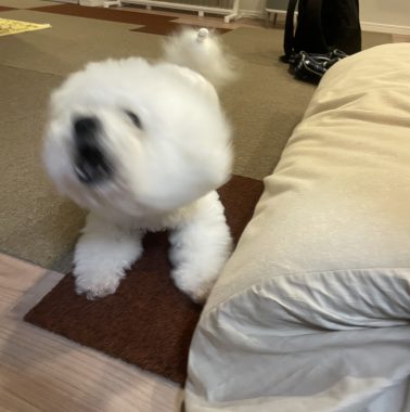 ビションフリーゼ　おもち  さんぽ中より帰宅後の方が暴れん坊 IMG_3945-378x380