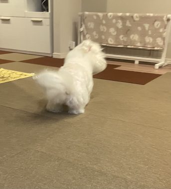 ビションフリーゼ　おもち  さんぽ中より帰宅後の方が暴れん坊 IMG_3946-343x380