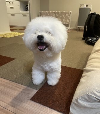 ビションフリーゼ　おもち  さんぽ中より帰宅後の方が暴れん坊 IMG_3947-335x380