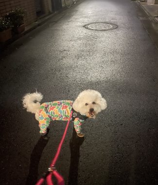 ビションフリーゼ おもち お友達の夢を見たの! IMG_3957-325x380 ビションフリーゼ おもち お友達の夢を見たの! IMG_3957-325x380