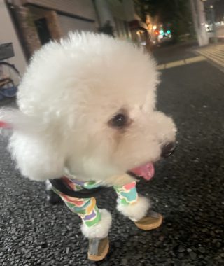 ビションフリーゼ おもち お友達の夢を見たの! IMG_3959-320x380 ビションフリーゼ おもち お友達の夢を見たの! IMG_3959-320x380