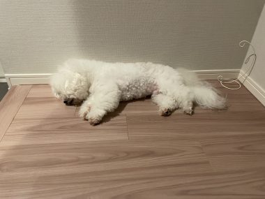 ビションフリーゼ おもち お友達の夢を見たの! IMG_3962-380x285 ビションフリーゼ おもち お友達の夢を見たの! IMG_3962-380x285