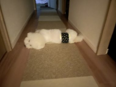 ビションフリーゼ おもち お友達の夢を見たの! IMG_3963-380x285 ビションフリーゼ おもち お友達の夢を見たの! IMG_3963-380x285
