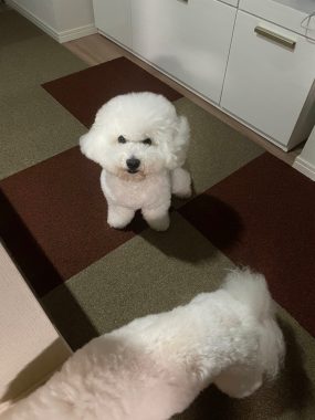 ビションフリーゼ おもち お友達の夢を見たの! IMG_3964_Original-285x380 ビションフリーゼ おもち お友達の夢を見たの! IMG_3964_Original-285x380