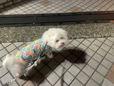 ビションフリーゼ おもち おもマッサージと再検査 IMG_3970-380x285 ビションフリーゼ おもち おもマッサージと再検査 IMG_3970-380x285