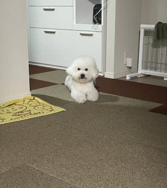 ビションフリーゼ おもち おもマッサージと再検査 IMG_3971-337x380 ビションフリーゼ おもち おもマッサージと再検査 IMG_3971-337x380