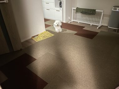 ビションフリーゼ おもち おもマッサージと再検査 IMG_3972-380x285 ビションフリーゼ おもち おもマッサージと再検査 IMG_3972-380x285