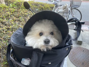 ビションフリーゼ おもち おもマッサージと再検査 IMG_3973-380x285 ビションフリーゼ おもち おもマッサージと再検査 IMG_3973-380x285