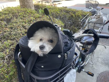 ビションフリーゼ おもち おもマッサージと再検査 IMG_3975-380x285 ビションフリーゼ おもち おもマッサージと再検査 IMG_3975-380x285