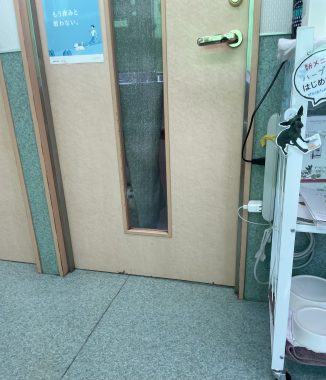 ビションフリーゼ おもち おもマッサージと再検査 IMG_3977-326x380 ビションフリーゼ おもち おもマッサージと再検査 IMG_3977-326x380