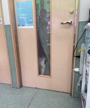 ビションフリーゼ おもち おもマッサージと再検査 IMG_3978-317x380 ビションフリーゼ おもち おもマッサージと再検査 IMG_3978-317x380