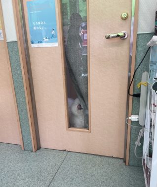 ビションフリーゼ おもち おもマッサージと再検査 IMG_3979-318x380 ビションフリーゼ おもち おもマッサージと再検査 IMG_3979-318x380