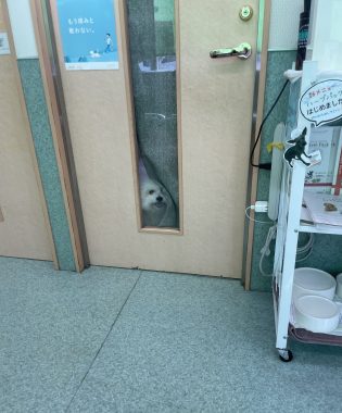 ビションフリーゼ おもち おもマッサージと再検査 IMG_3980-315x380 ビションフリーゼ おもち おもマッサージと再検査 IMG_3980-315x380