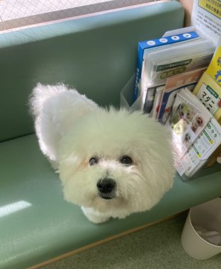 ビションフリーゼ おもち おもマッサージと再検査 IMG_3981-312x380 ビションフリーゼ おもち おもマッサージと再検査 IMG_3981-312x380
