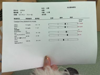 ビションフリーゼ おもち おもマッサージと再検査 IMG_3982-380x285 ビションフリーゼ おもち おもマッサージと再検査 IMG_3982-380x285