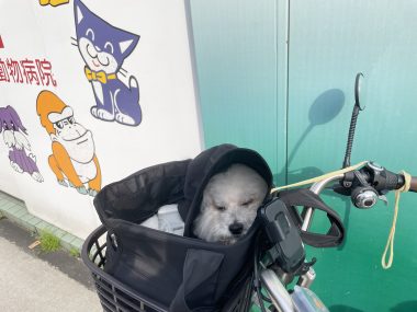 ビションフリーゼ おもち おもマッサージと再検査 IMG_3984-380x285 ビションフリーゼ おもち おもマッサージと再検査 IMG_3984-380x285