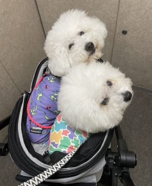 ビションフリーゼ　おもち  中華ざんまいお友だち(*^◯^*) IMG_4005-311x380
