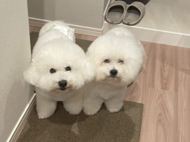 ビションフリーゼ　おもち  中華ざんまいお友だち(*^◯^*) IMG_4013-380x285