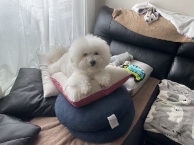 ビションフリーゼ　おもち  中華ざんまいお友だち(*^◯^*) IMG_4016-380x285