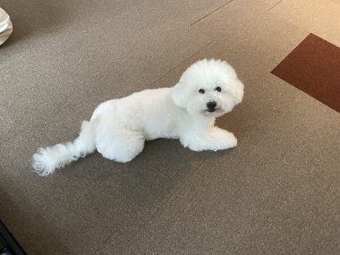 ビションフリーゼ　おもち  中華ざんまいお友だち(*^◯^*) IMG_4017-380x285