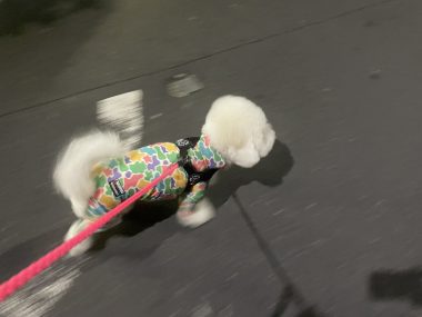 ビションフリーゼ　おもち  中華ざんまいお友だち(*^◯^*) IMG_4020-380x285